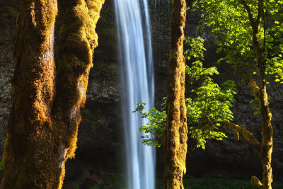 Trees and the falls