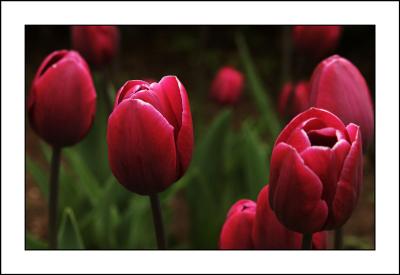 Tulips