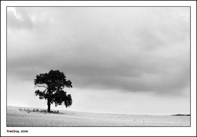 Tree in the field