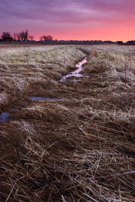 Dry grass