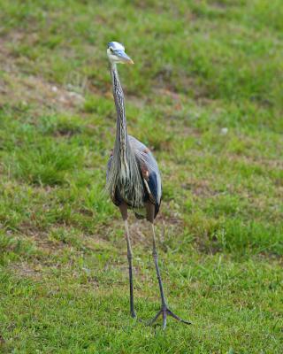 Blue Heron