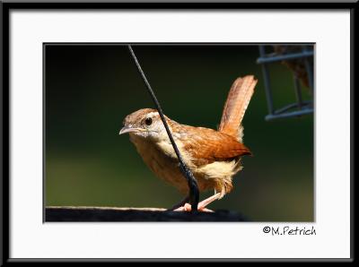 Carolina Wren