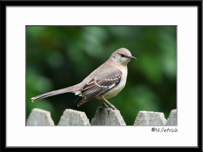 Mockingbird