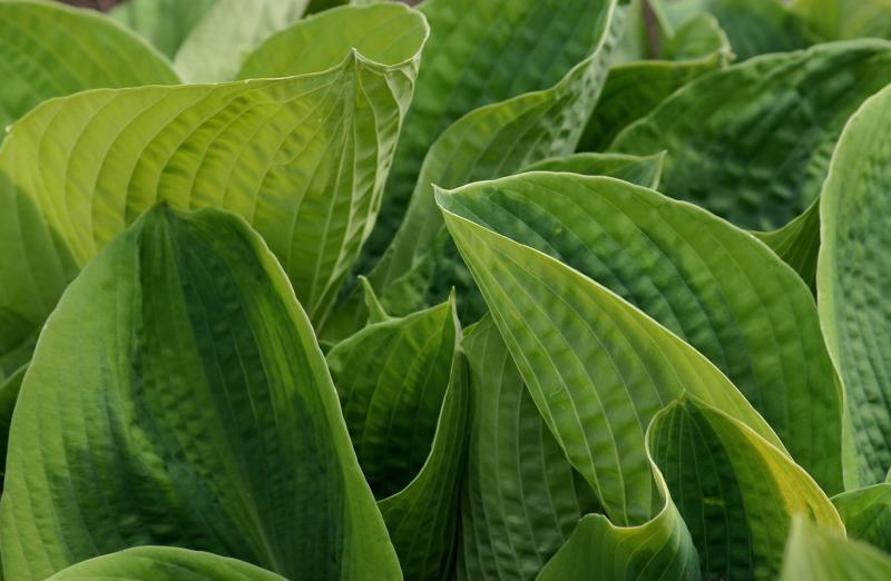 Hosta  Huddle