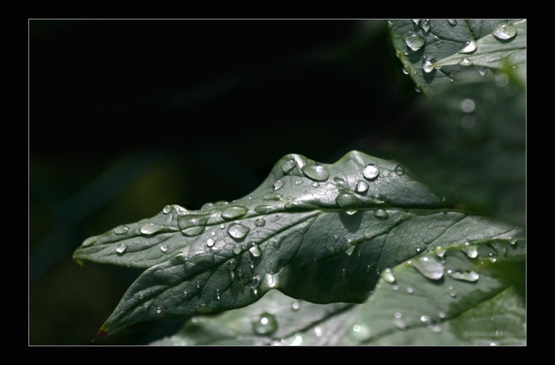 Silent Waterdrops