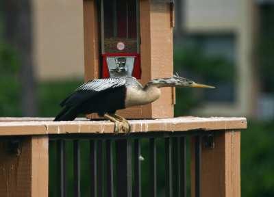 Wild Birds ~ Florida