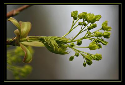 Budding