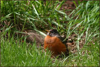 Baby Robin