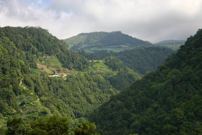 Green Upon Green