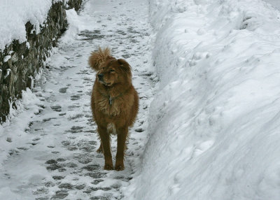 December 2007 Snow