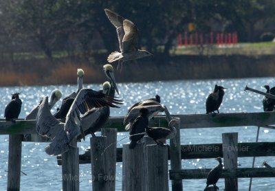 3-11-11 4513 pelicans + cormorant.jpg