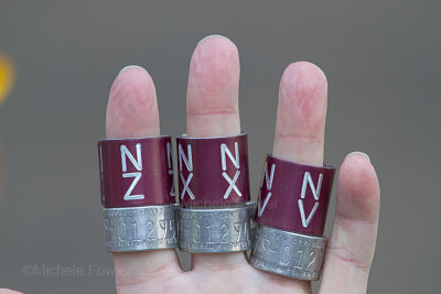 4-21-11 1844 bands.jpg