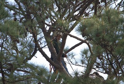 4-21-11 1911 Julian in nest.jpg