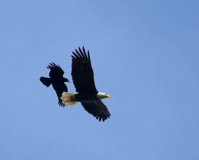 4-21-11 1958 crow chase.jpg