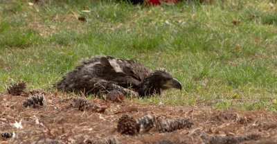 4-21-11 2003 1st chick down.jpg