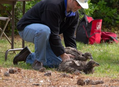 4-21-11 2021 2nd chick down.jpg
