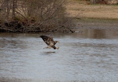 12-25-11-8270 banded VA Bch.jpg