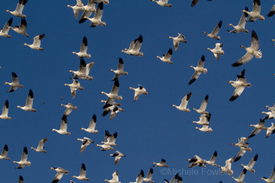 1-1-12-0782 snow geese.jpg
