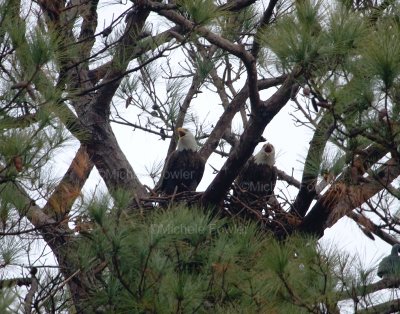 1-22-12 male left Dirty Tail right.jpg