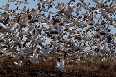 1-29-12-6937 snow geese Mackay.jpg