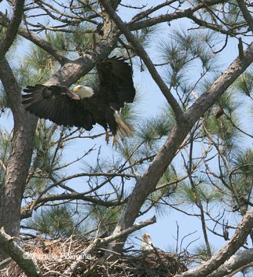 Gallery of Eagles from 2004 - 2006