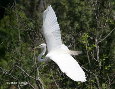 egret 2131 4-25-06.jpg