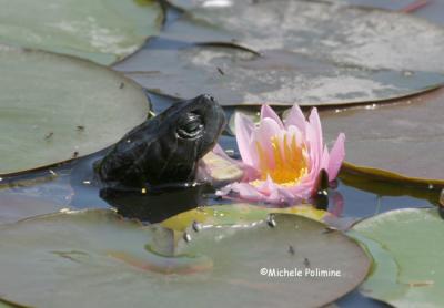 turtle and lily 0148 5-13-06.jpg