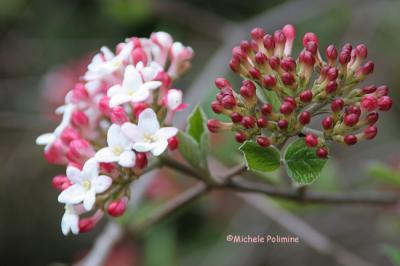 Virburnum Mohawk 0014 3-28-06.jpg