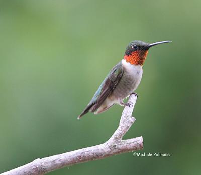 hummingbird male ruby throated 0009.jpg