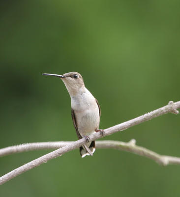 hummingbird female 0005 6-1-06.jpg