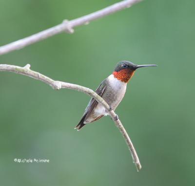 hummingbird male 0016 6-1-06.jpg