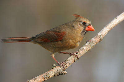 female cardinal 0052 4-16-06.jpg