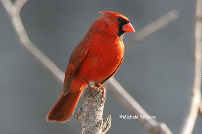 male cardinal 0043 4-16-06.jpg