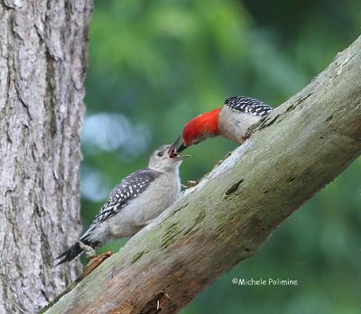 red bellied baby woodpecker 0020 6-5-06.jpg