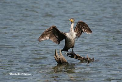 cormorant 4-24-06 0055.jpg