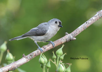 titmouse 0110 5-12-06.jpg