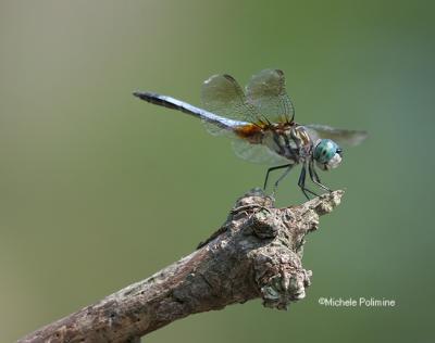 dragonfly 0006 7-1-06.jpg