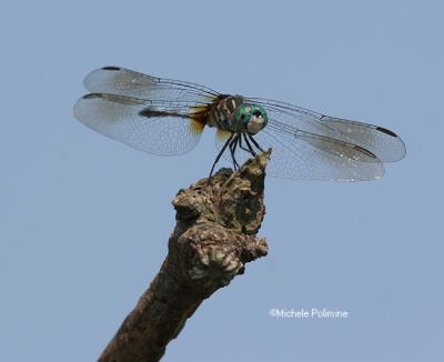 dragonfly 0010 7-1-06.jpg