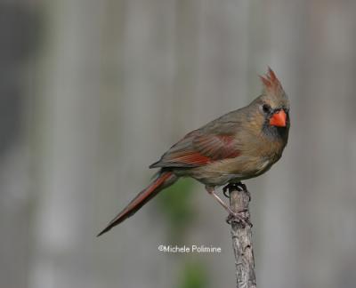 cardinal female 0135 5-21-06.jpg