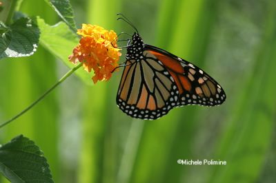 monarch 0021 7-9-06.jpg