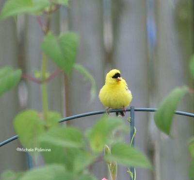 goldfinch male 0045 7-9-06.jpg