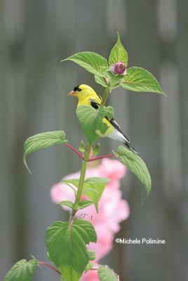 goldfinch male 0068 7-9-06.jpg
