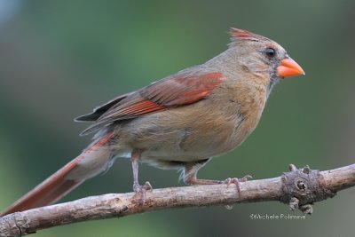 cardinal-female