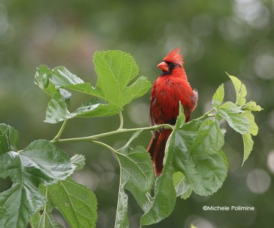 Male Cardinal  0013 7-23-06.jpg