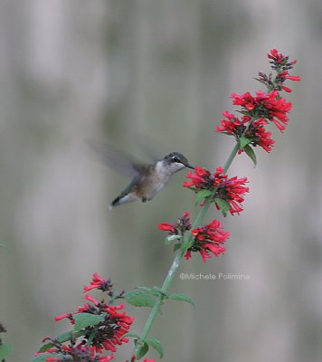hummingbird 0055 7-24-06.jpg