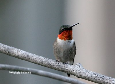 hummingbird male ruby 0038 6-5-06.jpg