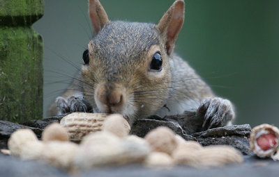 squirrel stealing peanut 0012 6-25-06.jpg