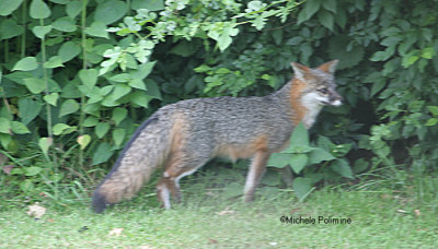 gray fox 0007 6-19-06.jpg