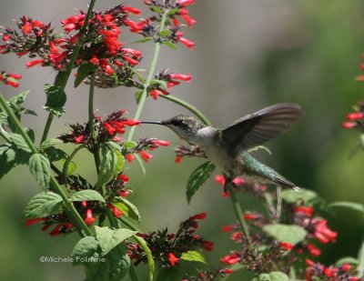 hummingbird 0121 8-6-06.jpg