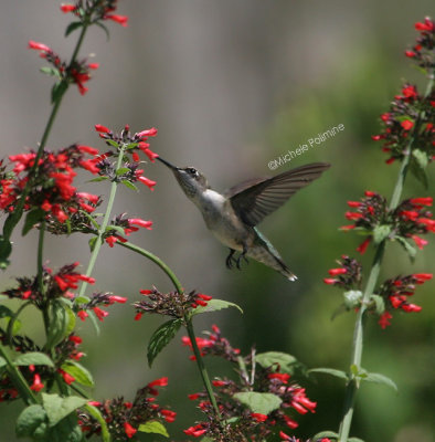 hummingbird 0129 8-6-06.jpg
